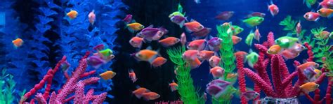 petland fish|Fish for Sale .